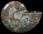 Polished, Agatized Ammonite (Cleoniceras) - Madagascar #59858-1